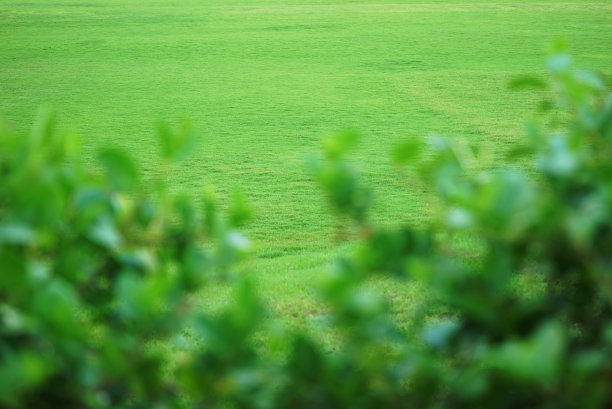前面的绿草和散焦的叶子图片下载