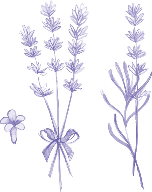 紫色薰衣草花维克多手绘图片下载