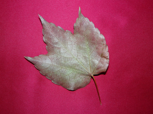 秋天的落叶图片下载