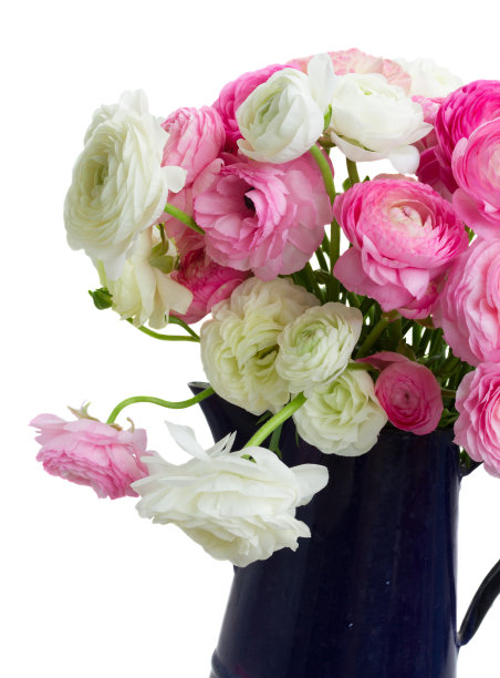 粉红色和白色的毛茛花图片下载