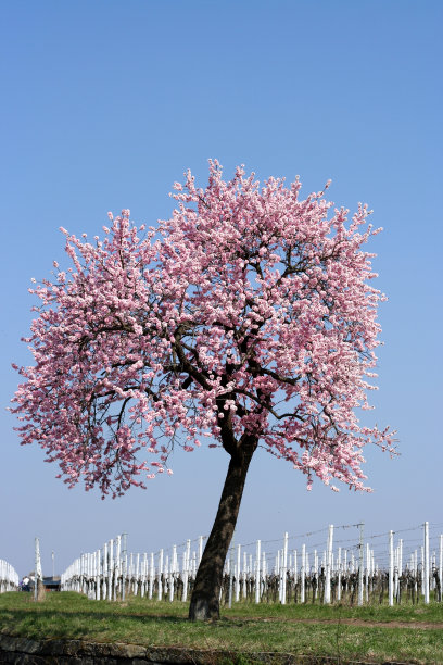 杏仁树图片下载