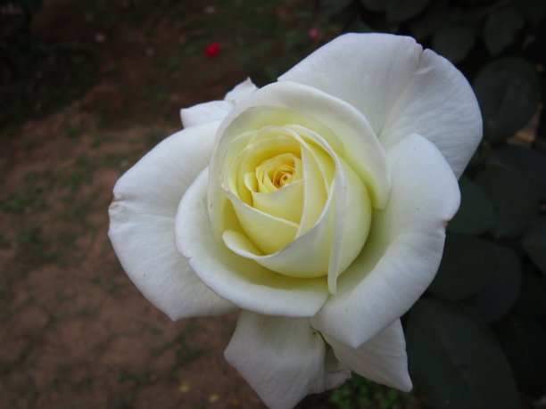 白玫瑰图片下载