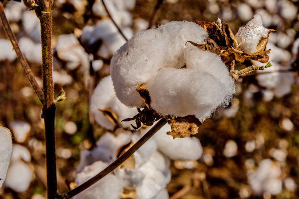 棉花种植图片下载