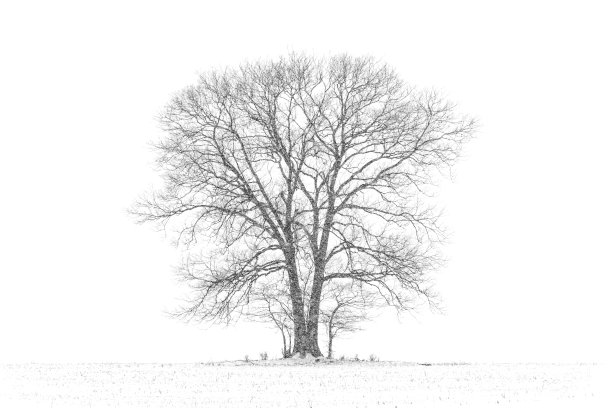 大，雄伟的树在暴风雪图片下载