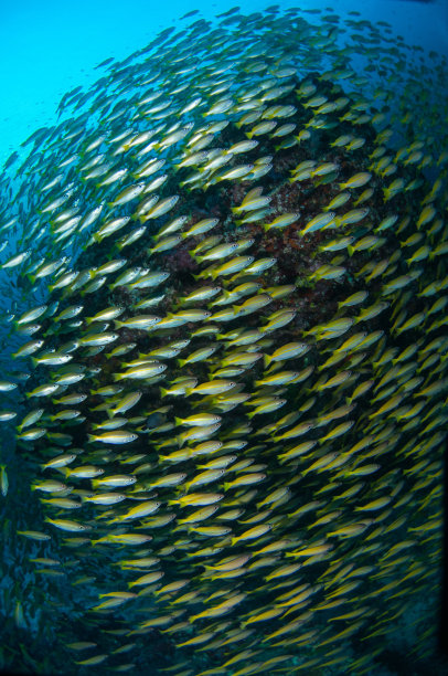 学校的鱼图片下载
