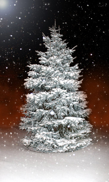 美丽的松树覆盖着雪图片下载