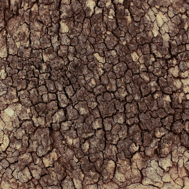 树皮裂缝纹理特写自然背景图片下载