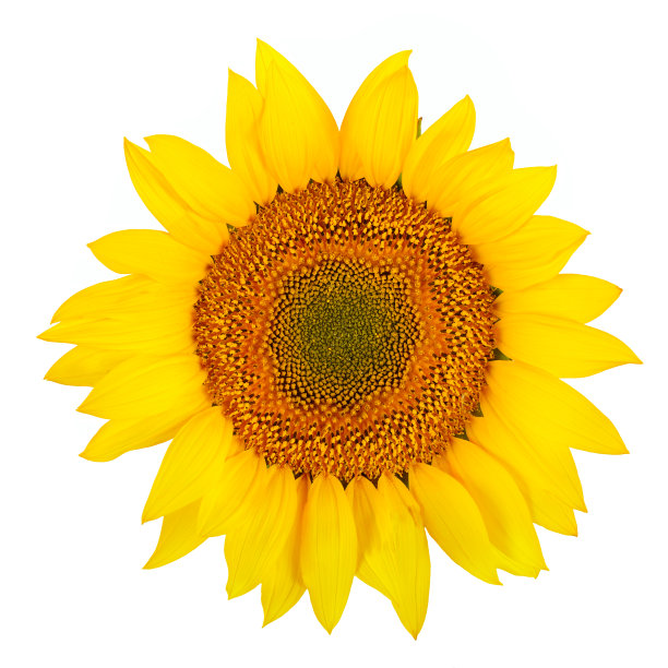 向日葵特写孤立在白色素材图片