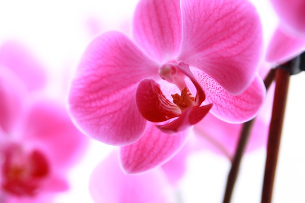 兰花粉红色的特写镜头图片下载