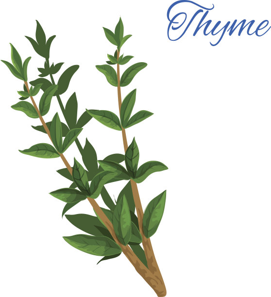 百里香枝草本植物，叶子孤立的图标图片下载