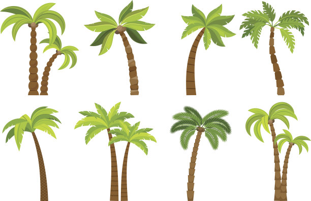 棕榈树孤立在白色图片下载