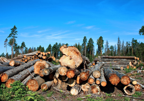 在森林中采伐原木图片下载