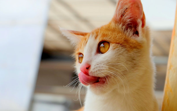 可爱的猫图片下载