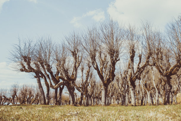 清晨在奇怪的树木公园的复古照片。图片下载