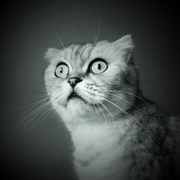 苏格兰折猫虎斑彩色肖像黑白风格图片下载