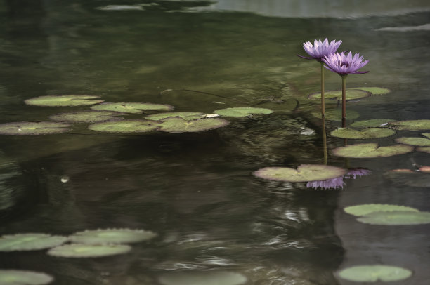 数码艺术，彩绘效果，粉红睡莲种植花园池塘图片下载