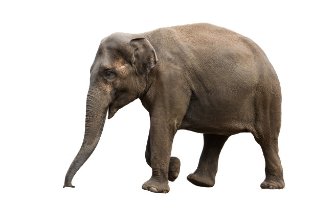 大象孤立地行走在白色的背景上图片下载