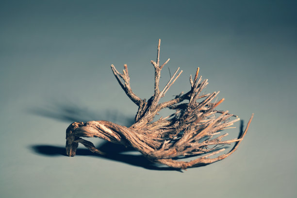 美丽的装饰树枝从一个天然的树图片下载