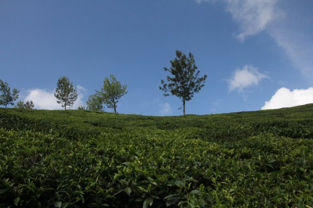 蓝天下的印度茶园图片下载