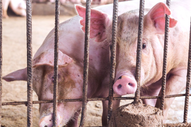 瘦肉猪在一个农场，特写照片图片下载