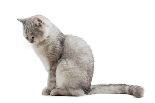 白色背景上的英国短毛猫图片下载