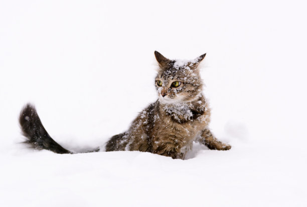 雪中的猫图片下载