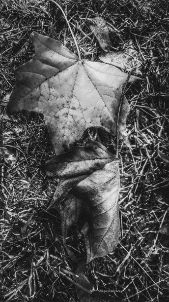 秋天的叶子是黑色和白色的图片下载