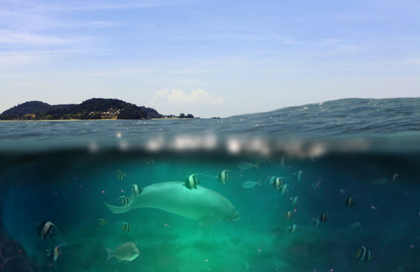 有岛屿和水下海洋生物的海面水线图片下载