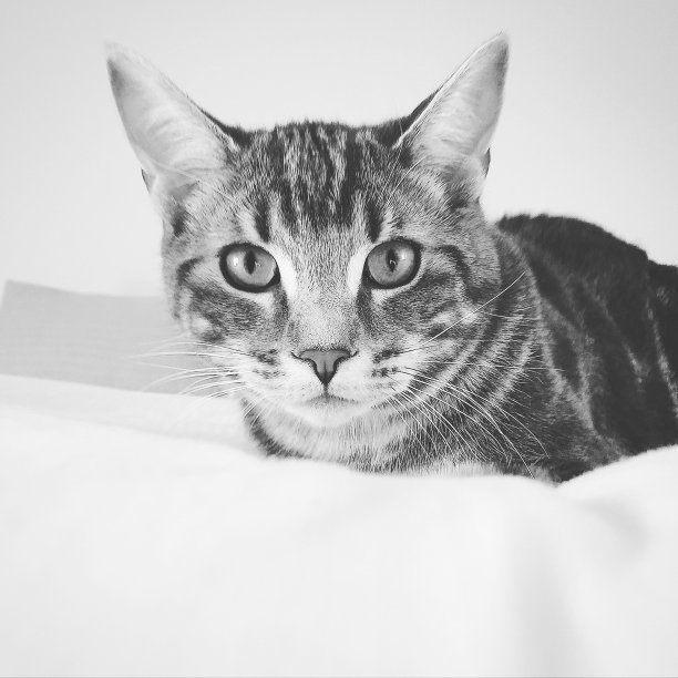 黑白猫图片下载