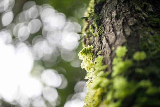 树干上长满青苔，在森林中择优聚焦素材图片