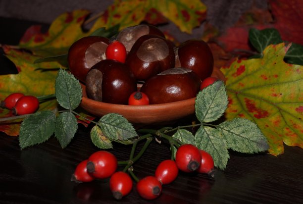 秋天的颜色-栗色，玫瑰和多彩的叶子图片下载