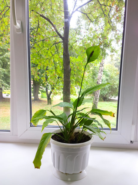 窗台上的剑叶。图片下载