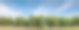 Panora的芒果田，芒果农场与蓝天背景。阿格利司图片下载