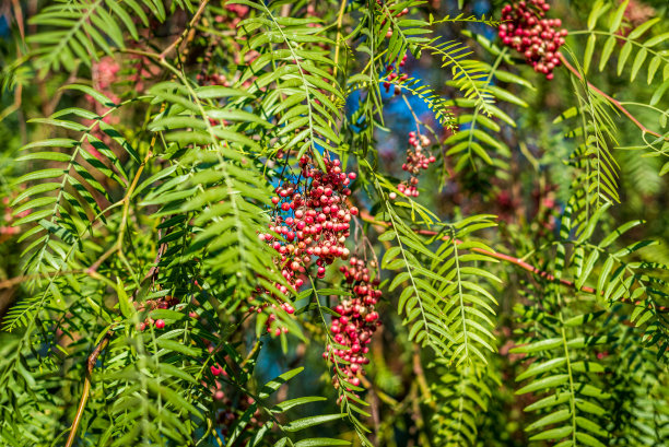 加州胡椒树图片下载