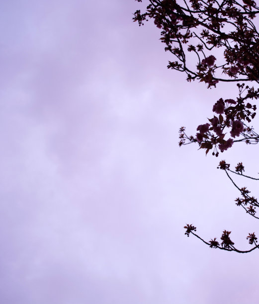 黄昏的樱花图片下载