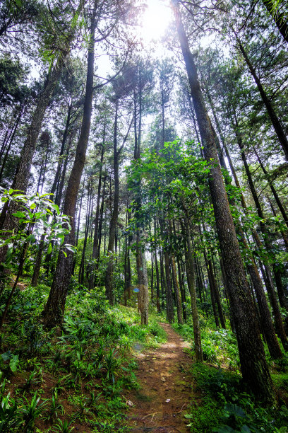 森林的小路图片下载
