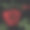 红玫瑰刺绣图片下载
