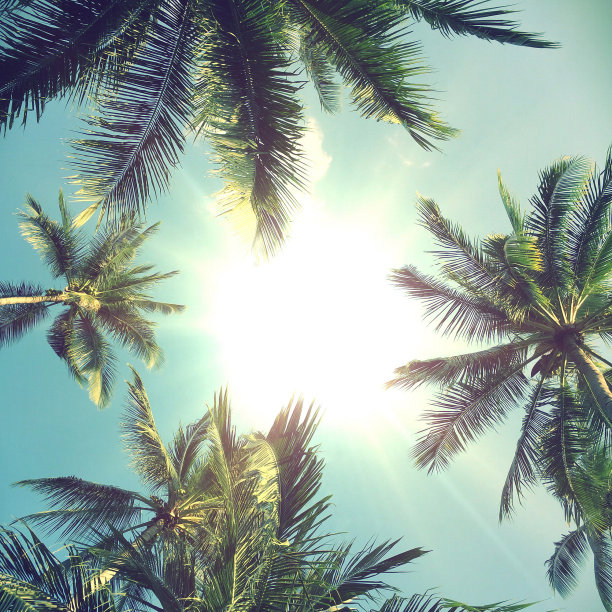 棕榈树图片下载