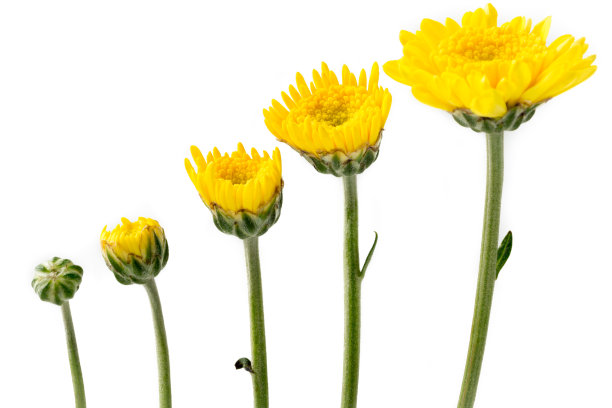 种花(黄菊)图片下载