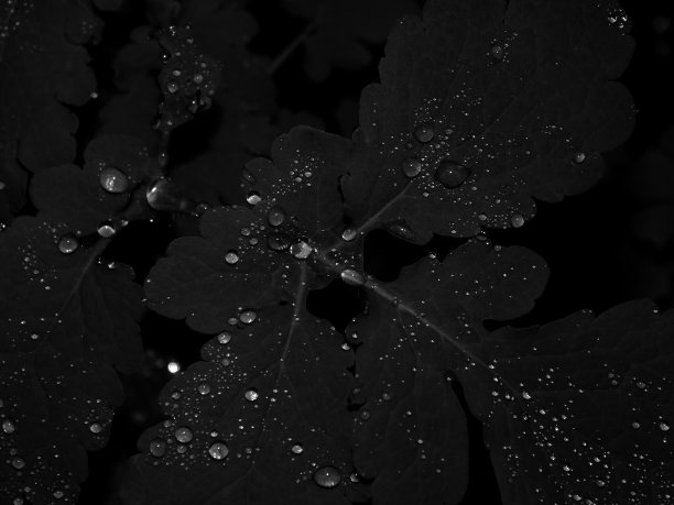黑白照片上树叶上的水滴图片下载