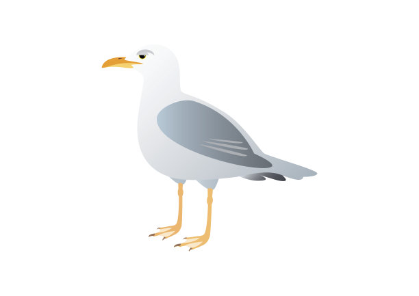 白底上的海鸥图片下载