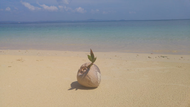 在海边长大的椰子图片下载