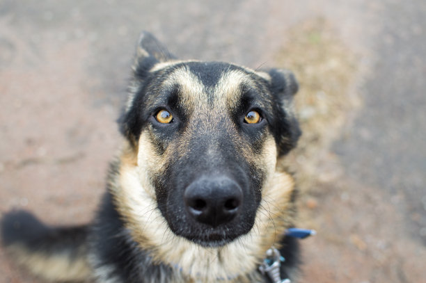 狗脸特写镜头图片下载