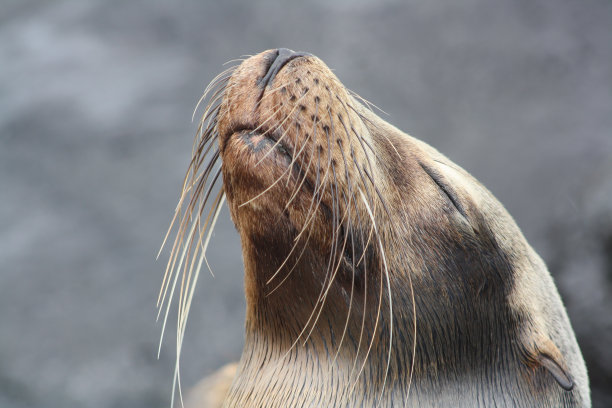 瑜伽海狮图片下载