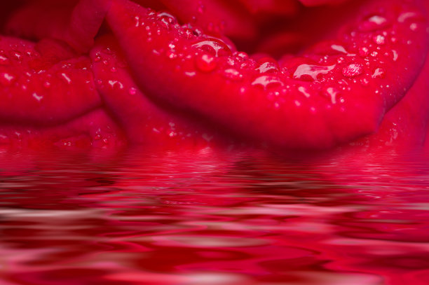 红玫瑰花瓣上的水滴。宏图片下载