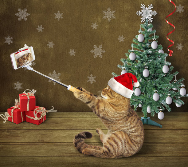 自拍猫和圣诞树图片下载