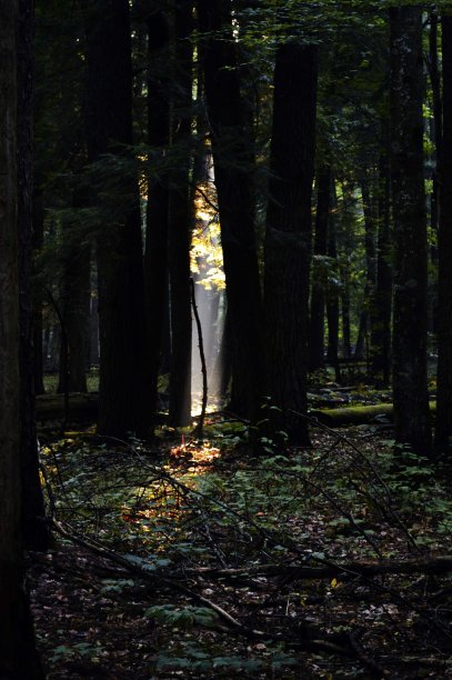森林之门图片下载