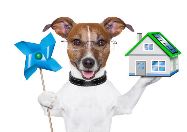 生态能源的狗图片下载