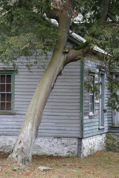 老房子和树图片下载