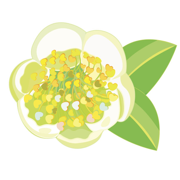 开花的茶树中国山茶。矢量图图片下载